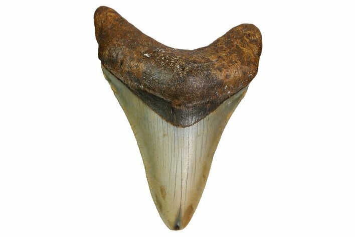 Fossil Megalodon Tooth - North Carolina #160499